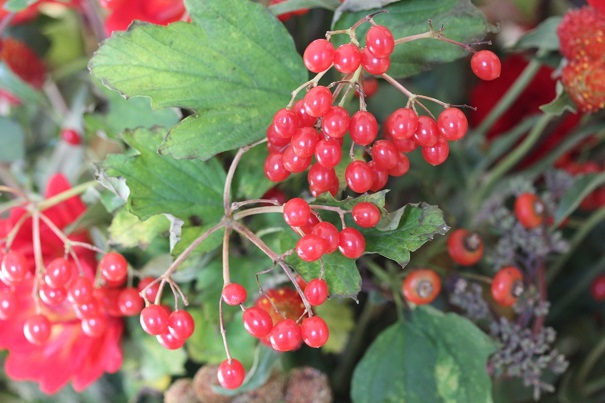 Autumnal Arrangements 