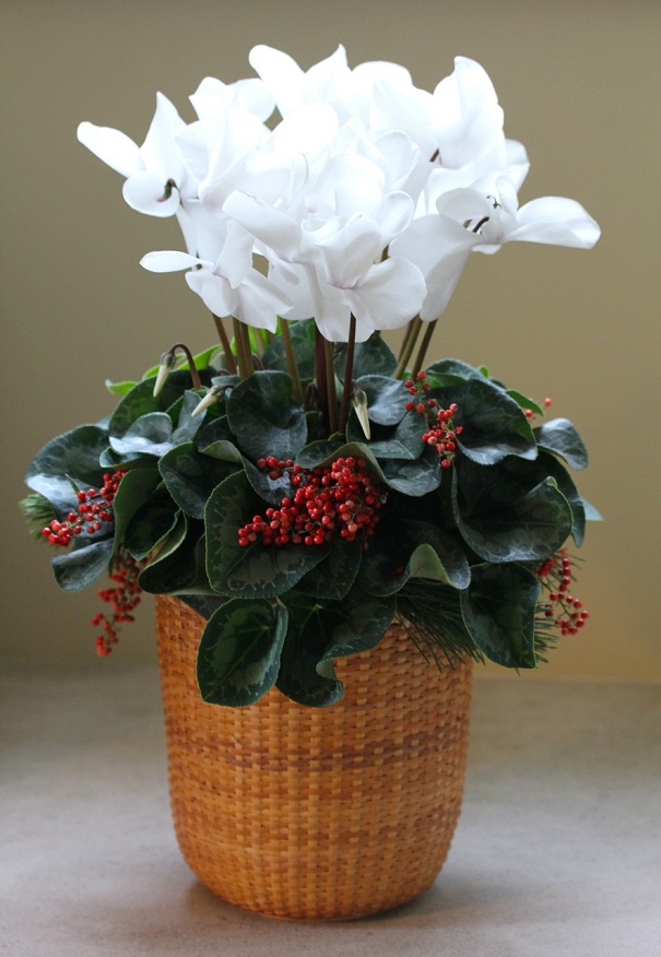 Natural Christmas Beauty White Cyclamen