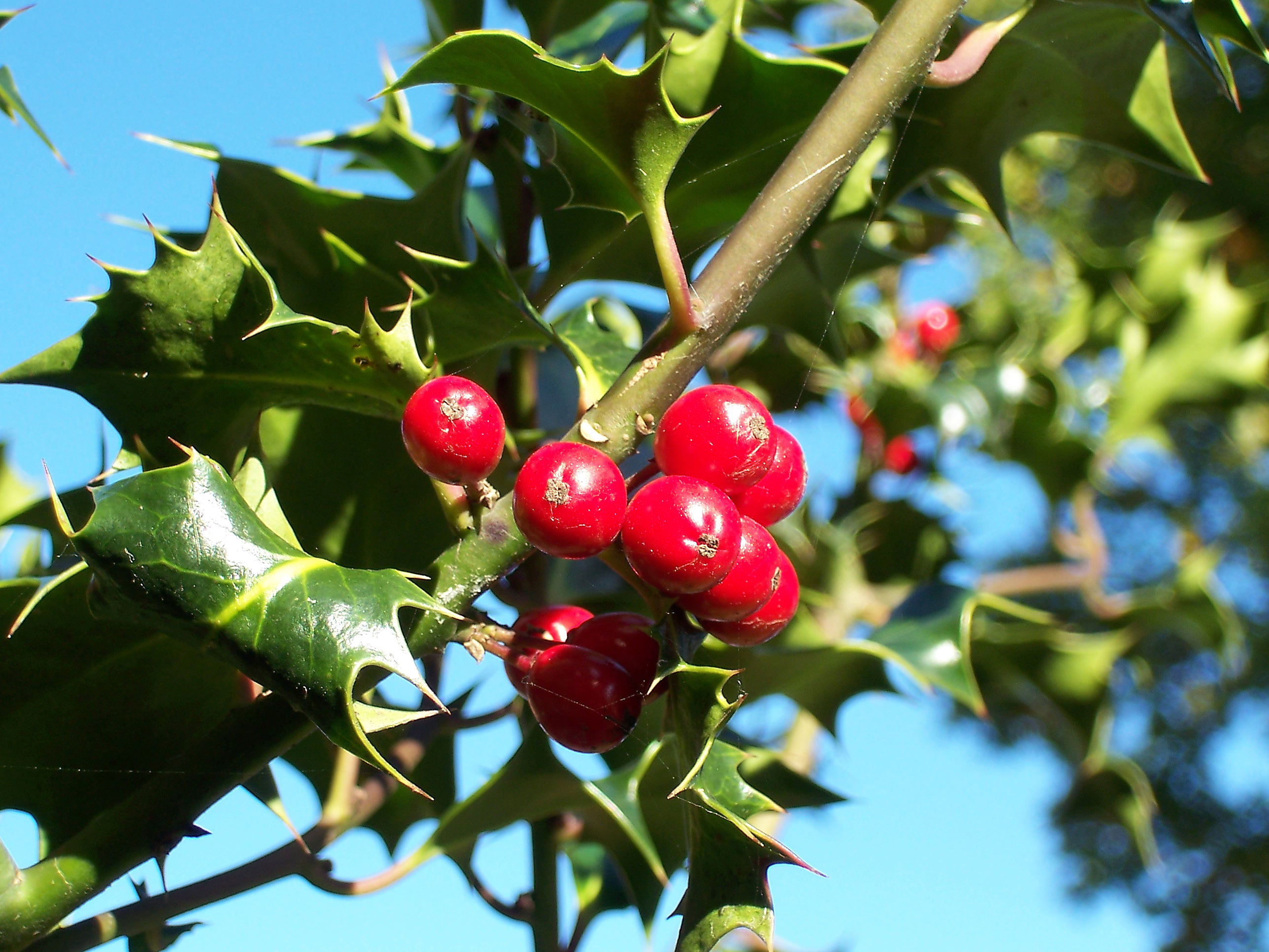 holly branches
