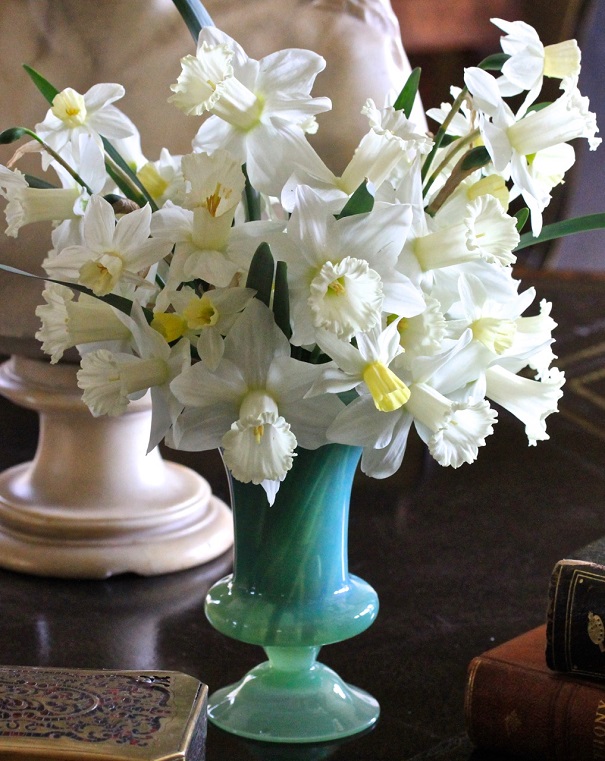 Spring Beauties- White Daffodils on Americas-Table.com