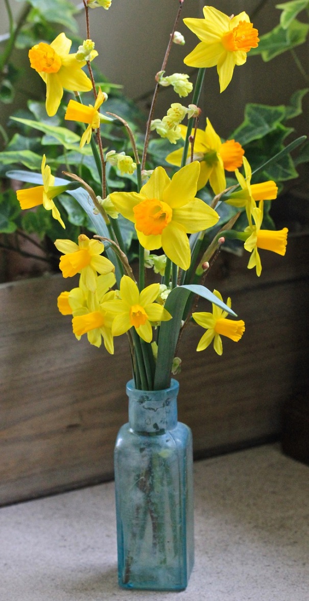 Spring Beauties- Yellow Daffodils on Americas-Table.com