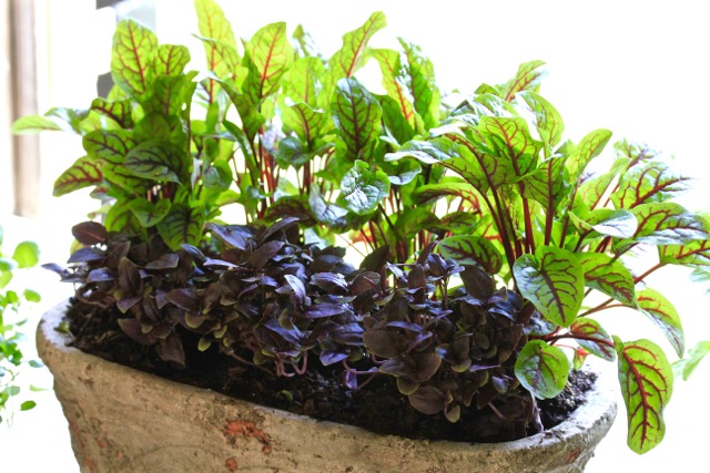 Sorel and Basil in the Windowsill Garden on Americas-Table.com