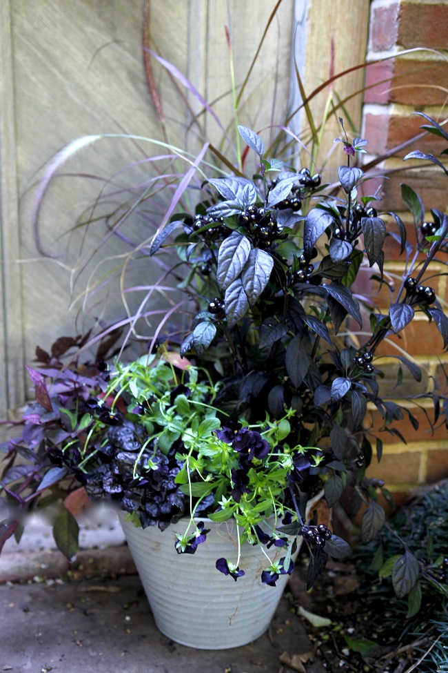 Ornamental black peppers, sea grass, sweet potato vine, bugle weed and black pansies in aluminum pail