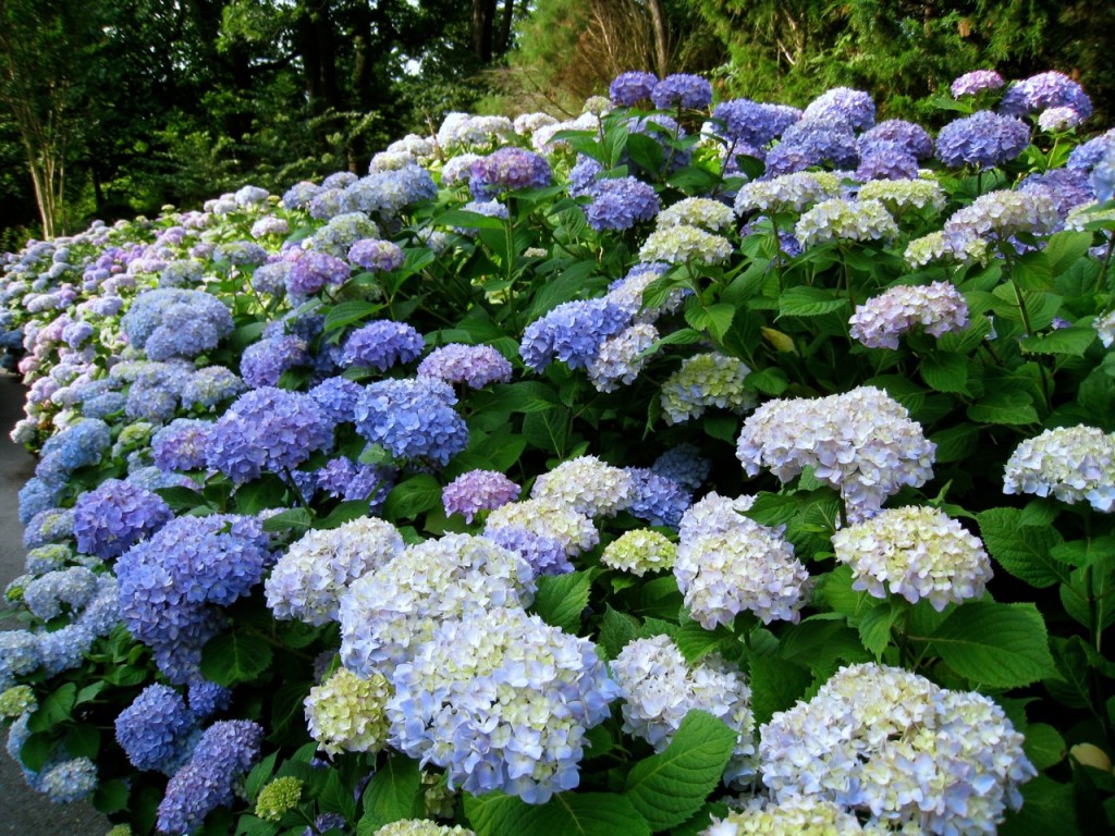 Heavenly Hydrangeas - America's Table