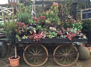 Petersham Nurseries on Americas-Table.com